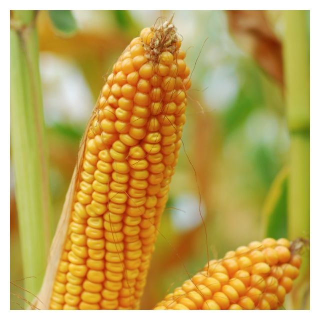 Kukurydza KWS Editio F1 C1 50 tyś KWS