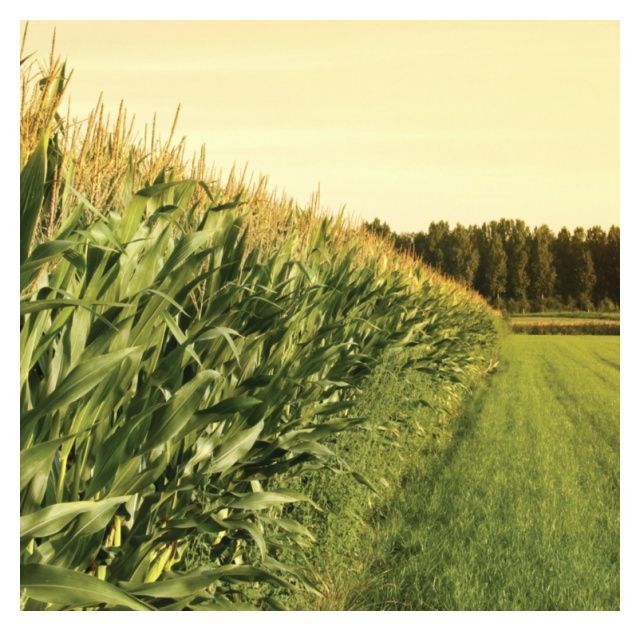 Kukurydza KWS Monumento F1 C1 50 tyś KWS