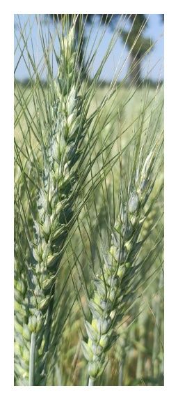 Pszenica zwyczajna jara Patricia C1 BB 1000Kg