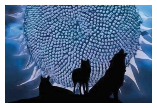 Słonecznik RGT Wolf 150 tyś C1 RAGT