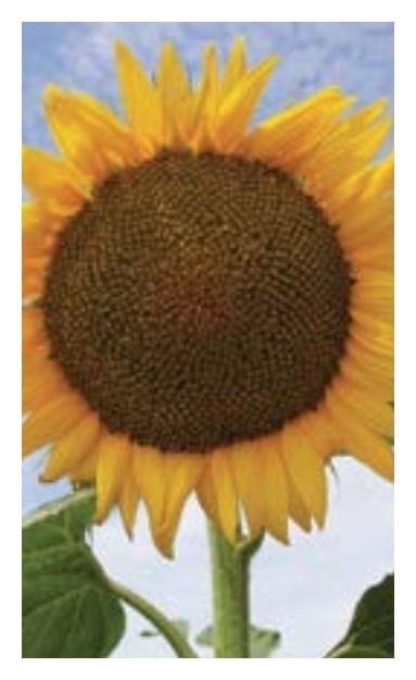 Słonecznik Interstellar SU 150 tyś C1 RAGT