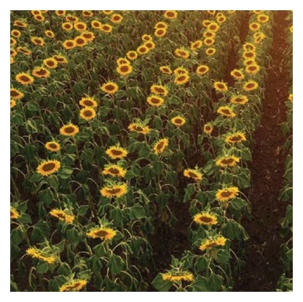 Słonecznik RGT Capitoll 150 tyś C1 RAGT