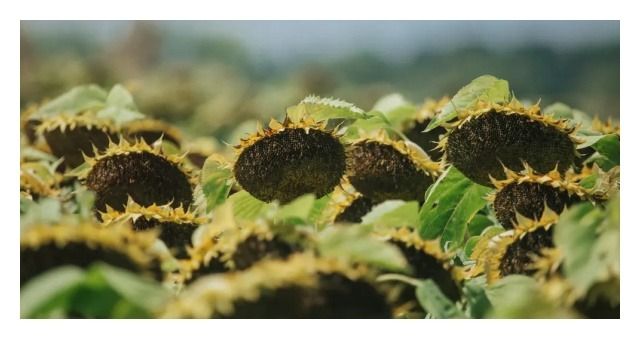 Słonecznik Artenes SU 150 tyś C1 KWS