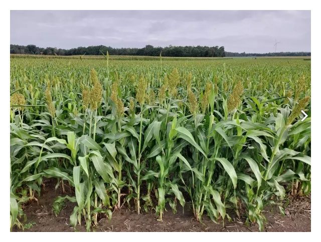 Sorgo Bovital C1 600 tyś nasion Saaten Union