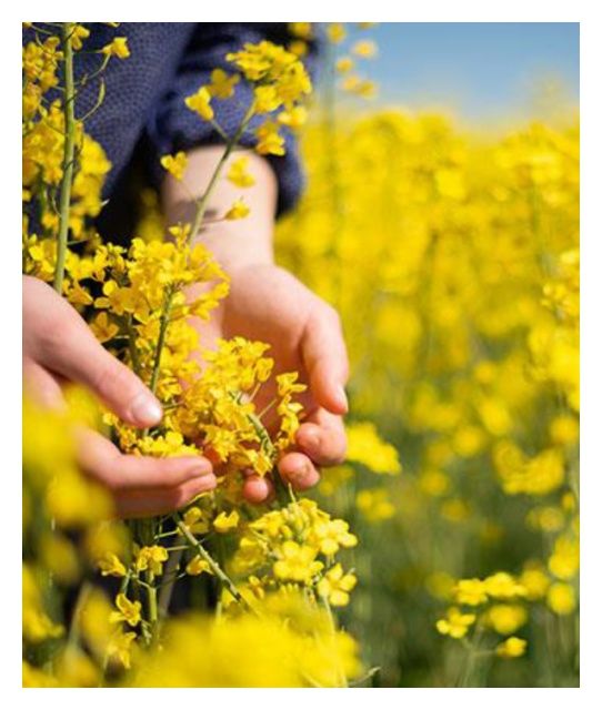 Rzepak ozimy DK Immortal CL F1 C1 Buteo Start + Zinc Boost Bayer