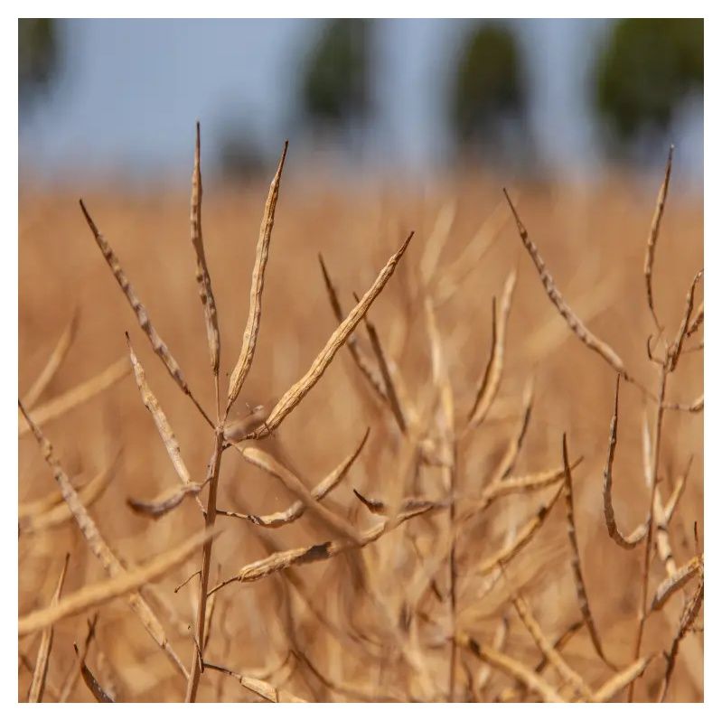 Rzepak ozimy Demos F1 C1 Scenic Gold + Buteo Start KWS