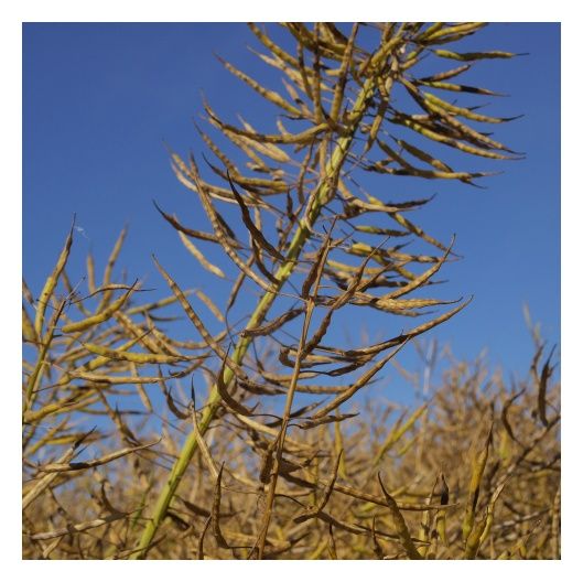 Rzepak ozimy Kombia F1 C1 Buteo Start + Integral Pro Maisadour