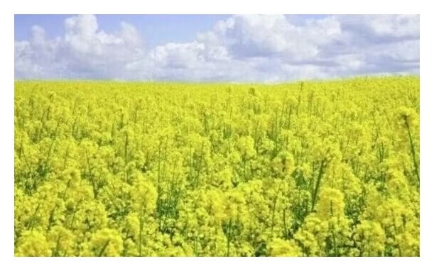 Rzepak ozimy Nymphea F1 C1 Scenic Gold + Buteo Start Maisadour