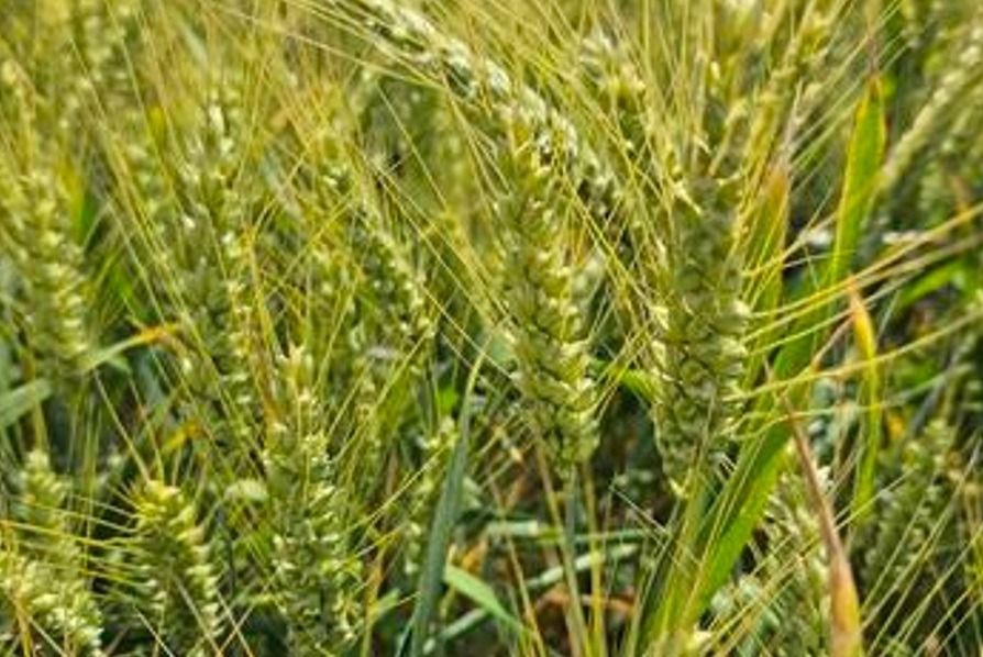 Pszenica ozima SU Hycardi F1 C1 500tyś Saaten Union