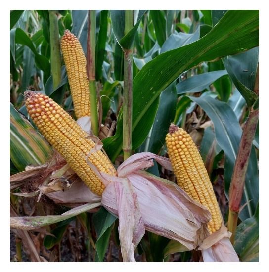 Kukurydza Interactis F1 C1 50tyś Korit Maisadour