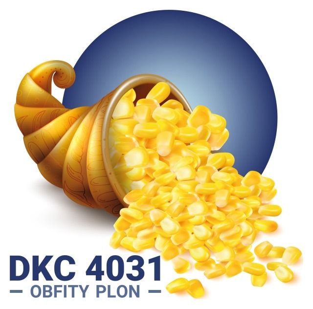 Kukurydza DKC 4031 F1 C1 50 tyś Korit Bayer