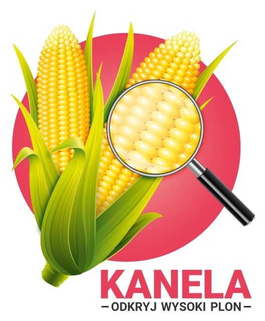 Kukurydza Kanela F1 C1 50 tyś Korit Energy Seeds