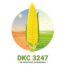 Kukurydza DKC 3247 F1 C1 50 tyś Korit + Force Bayer