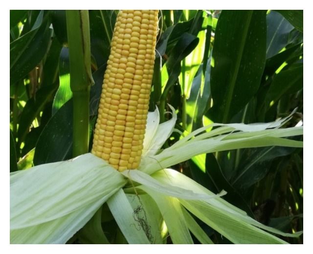 Kukurydza Mas 250F F1 C1 50 tyś Korit Maisadour