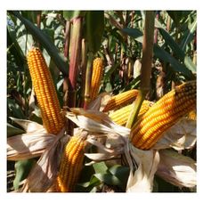 Kukurydza Tabarro F1 C1 50 tyś Optiplus Saatbau