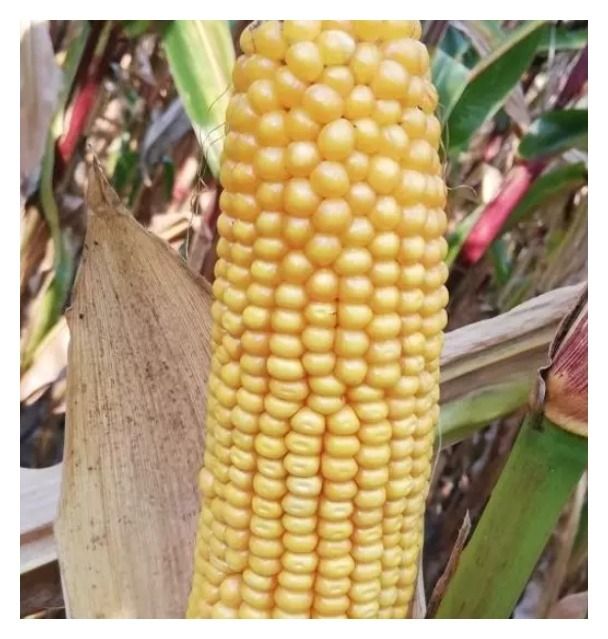 Kukurydza Ruca F1 C1 50 tyś Saatbau