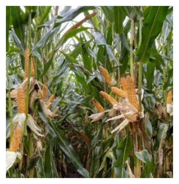 Kukurydza Bologna F1 C1 50 tyś Saatbau