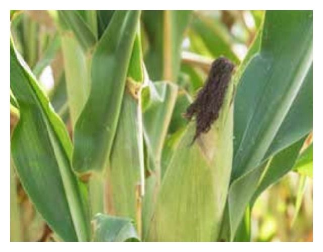 Kukurydza DKC 3327 F1 C1 50 tyś Korit Bayer