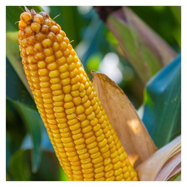 Kukurydza Kolendo F1 C1 50 tyś KWS