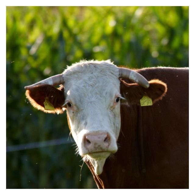 Kukurydza Temisto F1 C1 50 tyś KWS