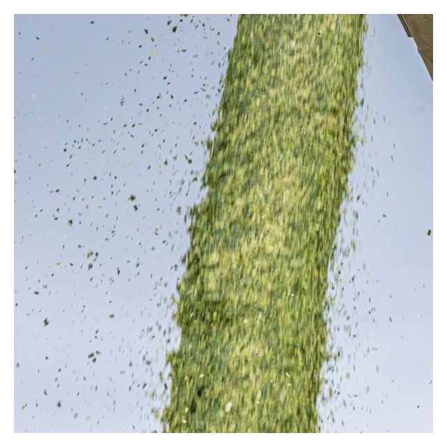 Kukurydza Agrolupo F1 C1 50 tyś KWS