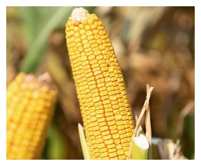 Kukurydza SY Fregat F1 C1 50 tyś Kuanavo + Force Syngenta