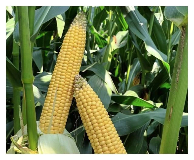 Kukurydza SY Astrella F1 C1 50 tyś Syngenta