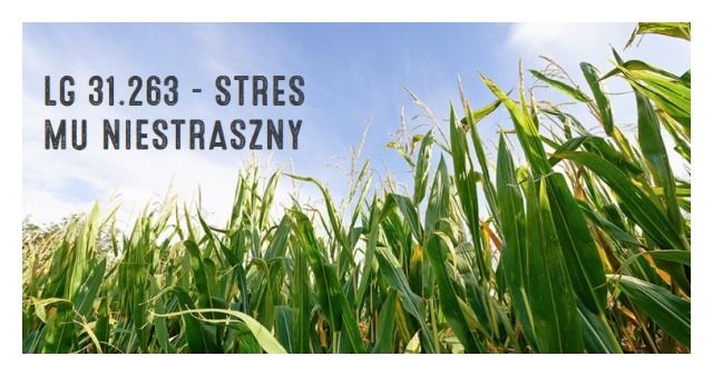 Kukurydza LG 31.263 F1 50 tyś C1 Limagrain