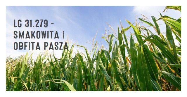 Kukurydza LG 31.279 F1 C1 50 tyś Limagrain