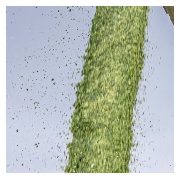 Kukurydza Agrolupo F1 C1 50 tyś Force KWS