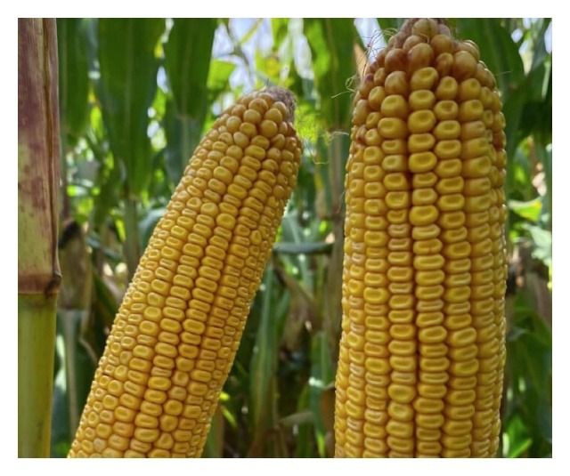 Kukurydza SY Helenor F1 C1 50 tyś Korit Syngenta