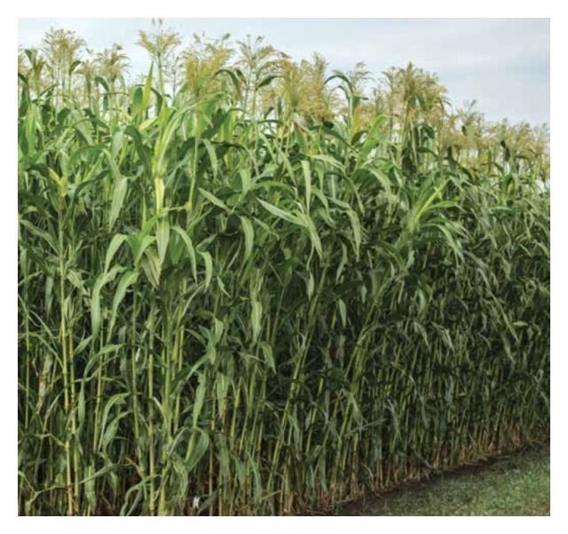 Sorgo KWS Fenixus C1 250 tyś KWS