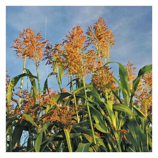 Sorgo KWS Freya C1 350 tyś KWS