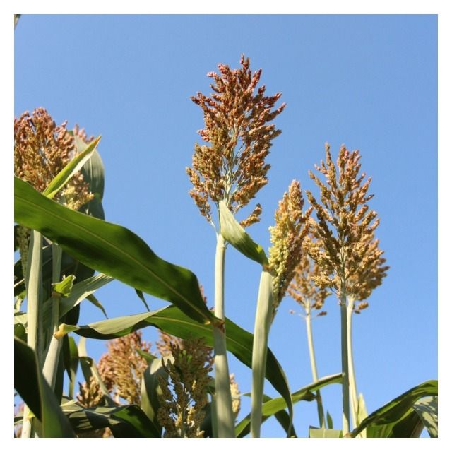 Sorgo KWS Kallisto C1 350 tyś KWS