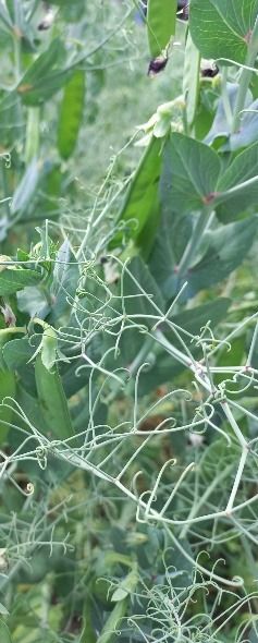 Groch siewny Colin C1 W 1000Kg Danko