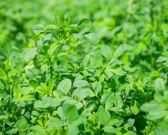 Lucerna RGT Dentelle C1 15kg RAGT