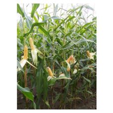 Kukurydza Pyroxenia F1 C1 80 tyś Agroyoumis