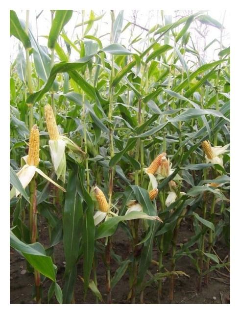 Kukurydza Cewel F1 C1 80 tyś Agroyoumis