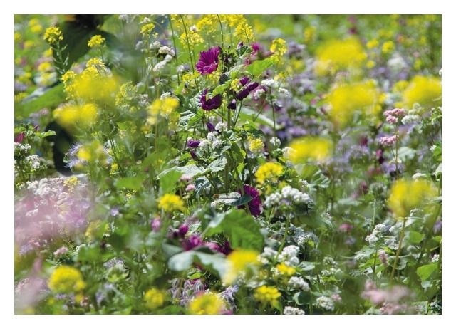 Mieszanka Pszczeli Pożytek 5Kg Saatbau