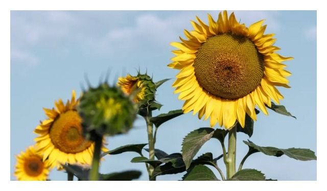 Słonecznik Suvex SU 75 tyś C1 KWS