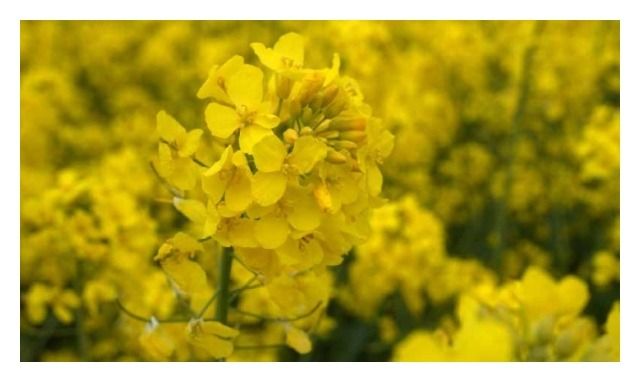 Rzepak ozimy DK Exagris F1 C1 Scenic Gold + Buteo Start + Zinc Bayer