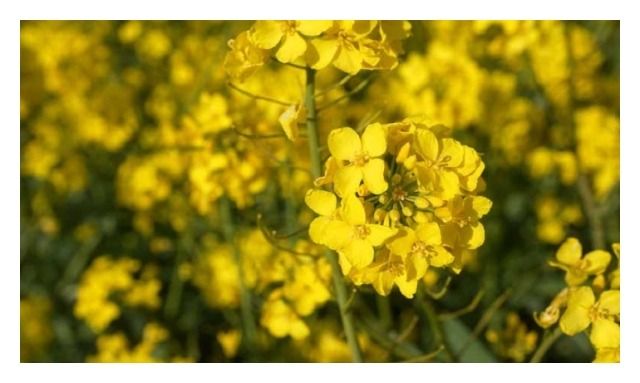 Rzepak ozimy DK Exarho F1 C1 Buteo Start + Zinc Bayer