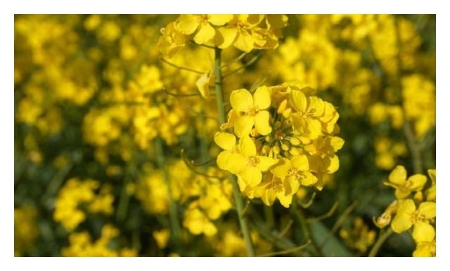 Rzepak ozimy DK Exarho F1 C1 Integral Pro + Buteo Start + Zinc Bayer