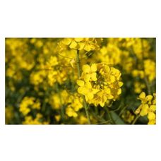 Rzepak ozimy DK Exarho F1 C1 Integral Pro + Buteo Start + Zinc Bayer