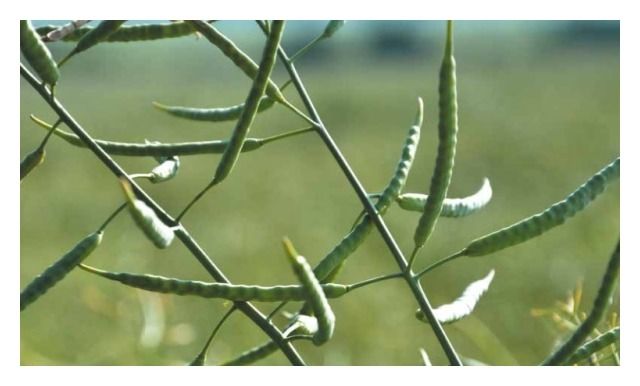 Rzepak ozimy DK Expose F1 C1 Integral Pro + Buteo Start + Zinc Boost Bayer