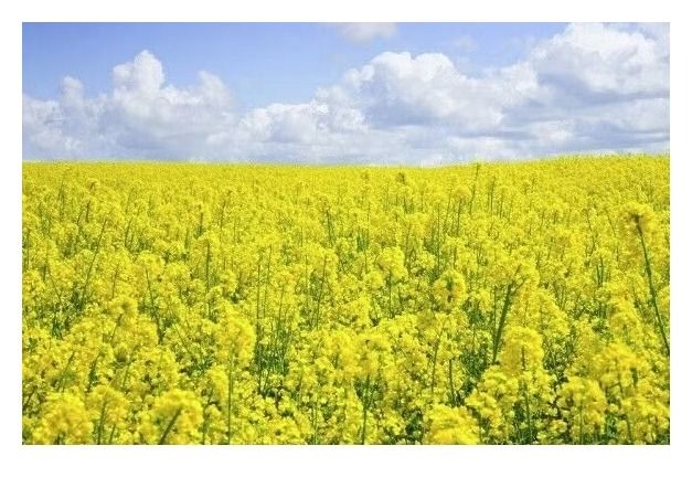 Rzepak ozimy Miraculix CL F1 C1 Scenic Gold + Lumiposa Rapool