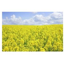 Rzepak ozimy Miraculix CL F1 C1 Scenic Gold + Lumiposa Rapool