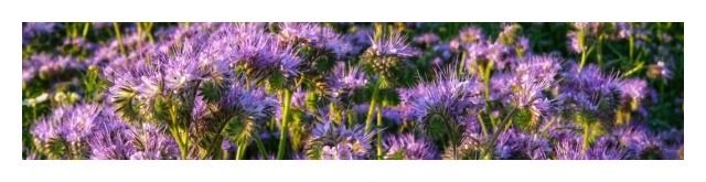 Facelia Błękitna Anabela C1 10kg Top Farms