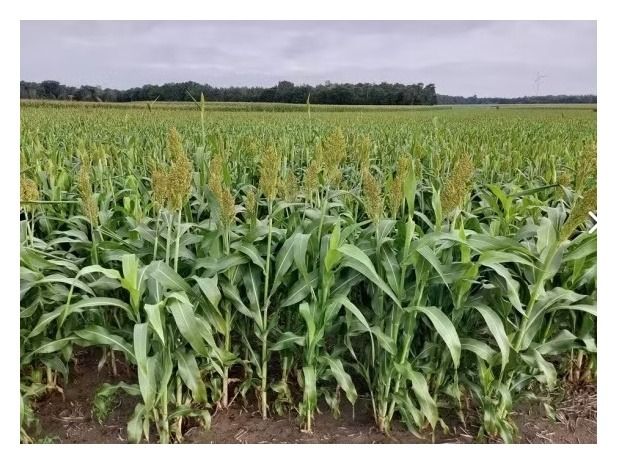 Sorgo Bovital C1 300 tyś nasion Saaten Union