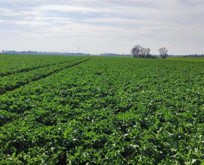 Rzepak ozimy SY Glorietta F1 C1 Integral Pro + Lumiposa Syngenta